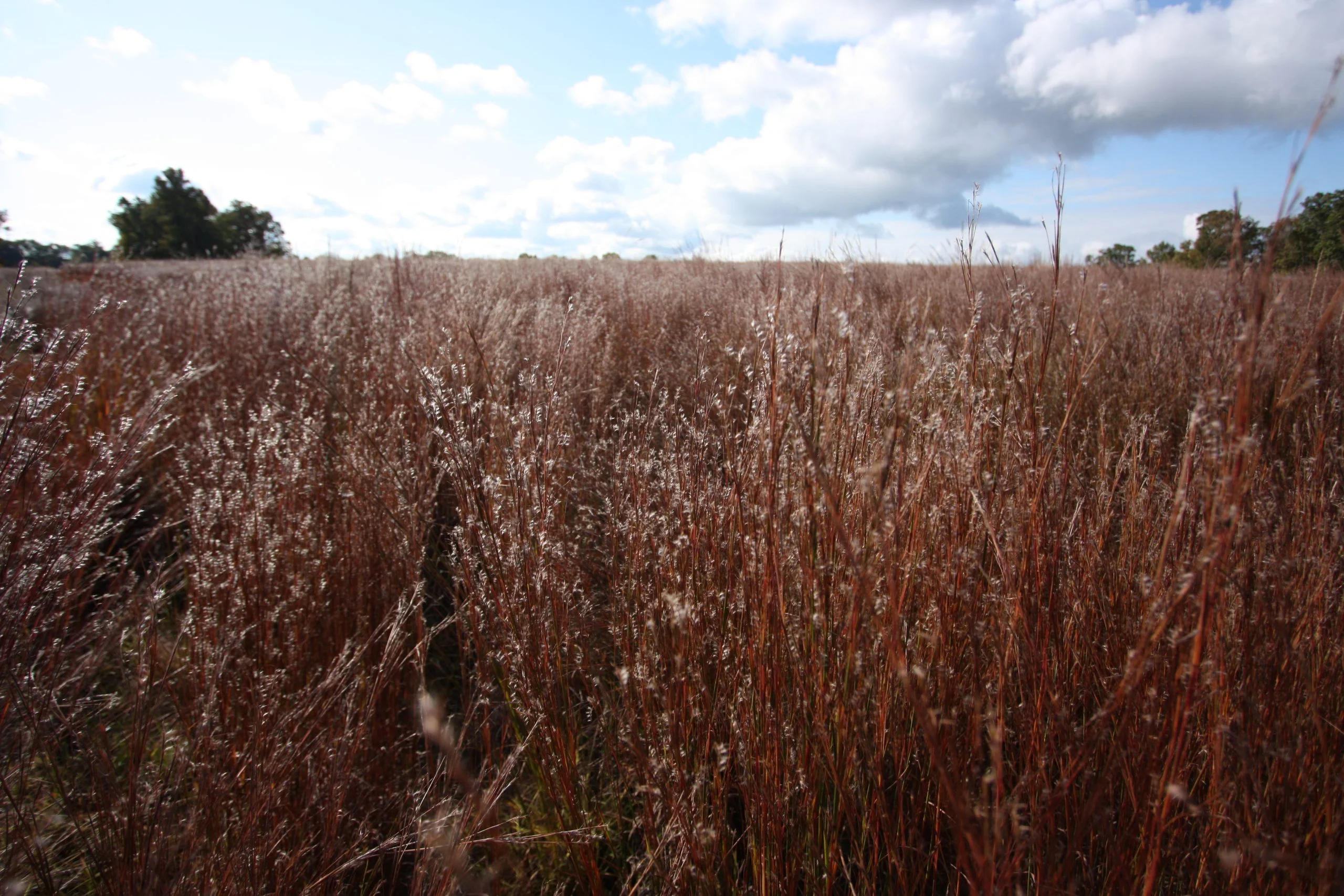 Little Bluestem (Schizachyrium scoparium), grass, Hamilton Native Outpost