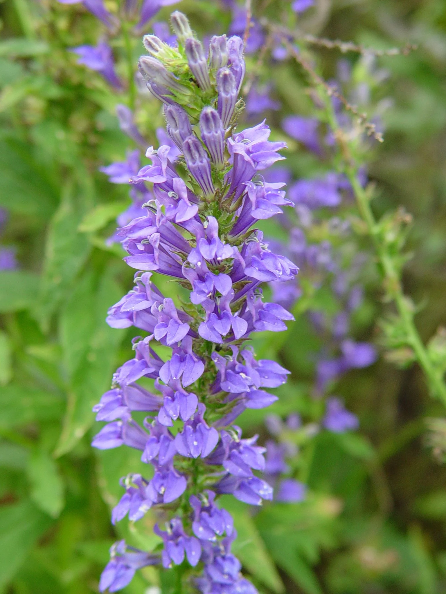 Blue Lobelia (Lobelia siphilitica), wildflower, hamilton native outpost