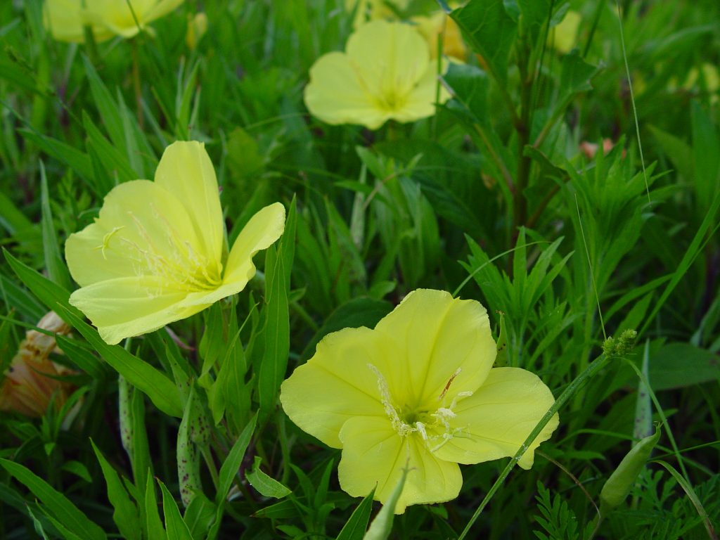 Pollinators Hamilton Native Outpost