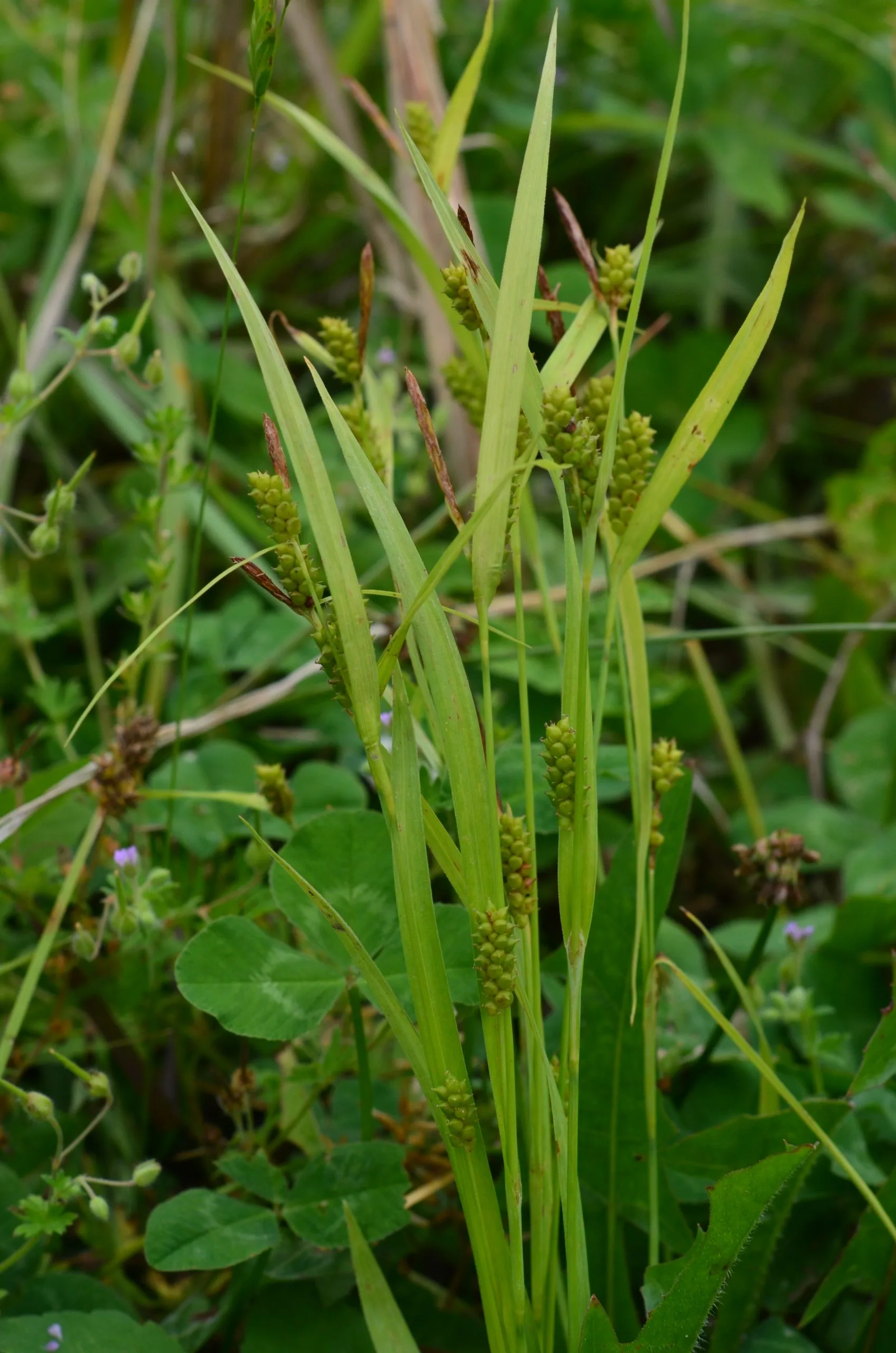Sedge, Meadow