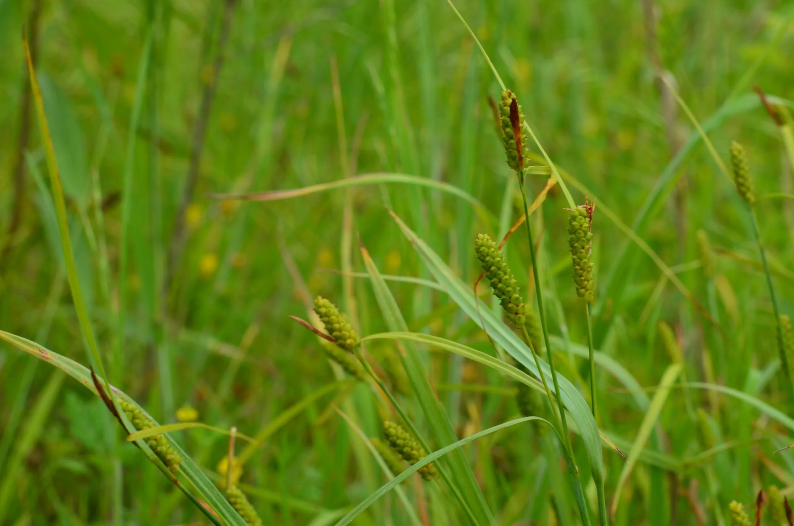 Sedge, Meadow - Image 2