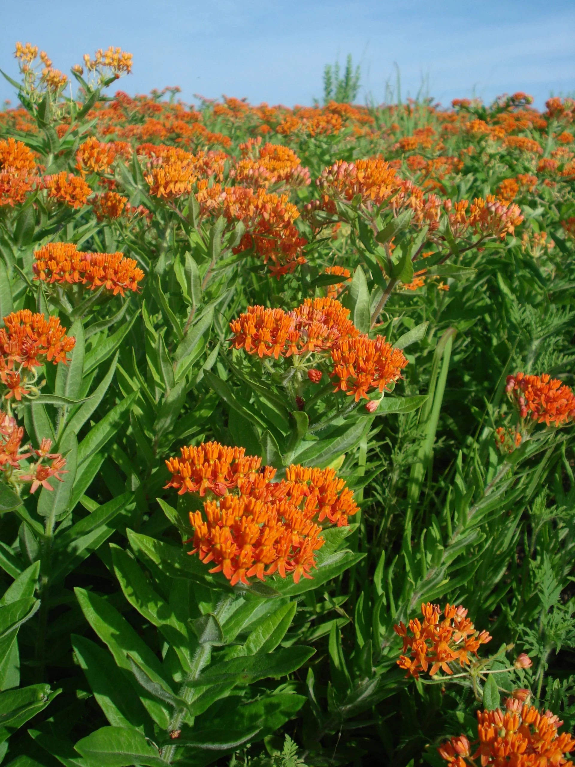 Butterfly Milkweed (Asclepias tuberosa), wildflower, hamilton native outpost