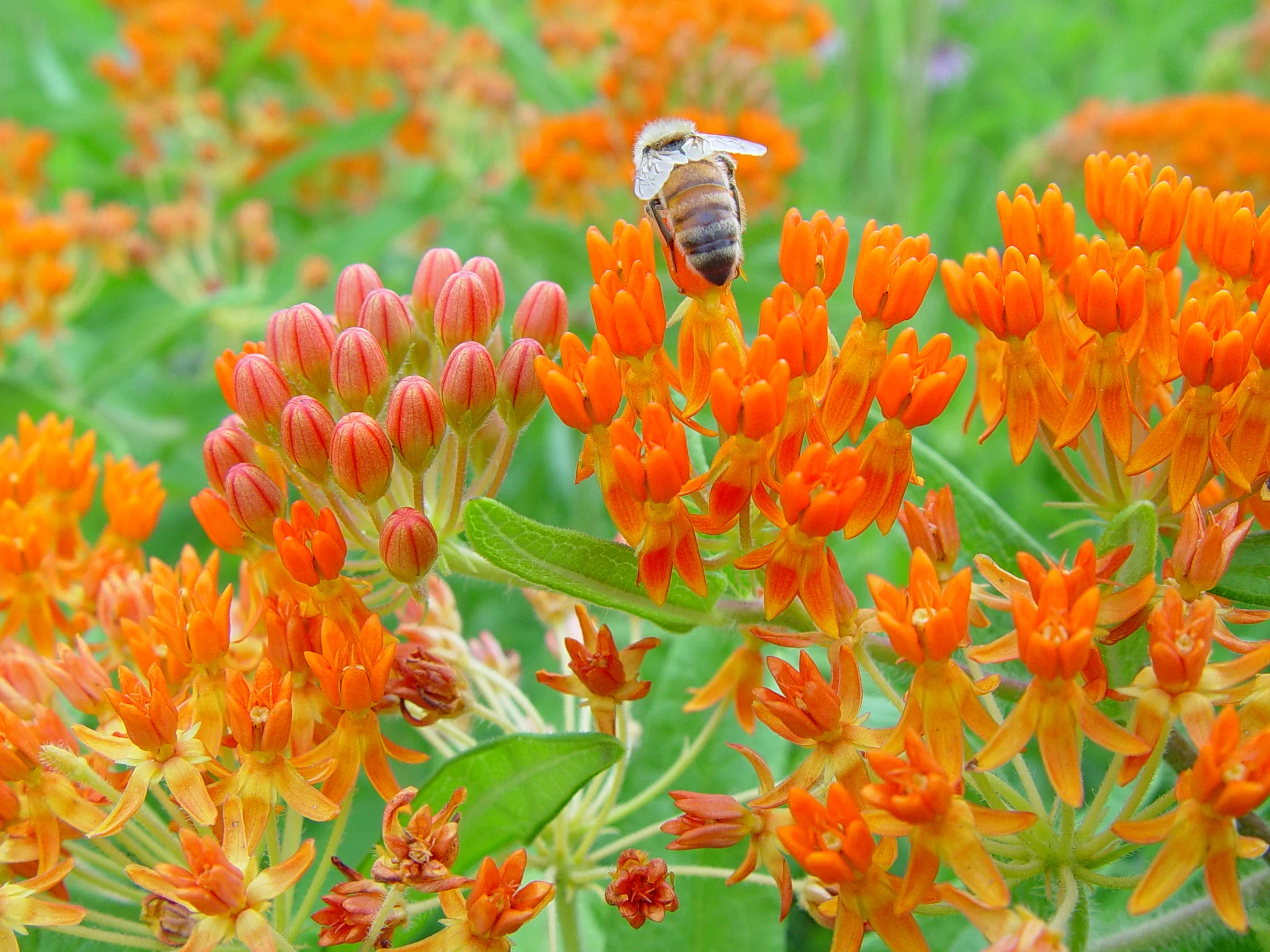 Butterfly Milkweed (Asclepias tuberosa), wildflower, hamilton native outpost