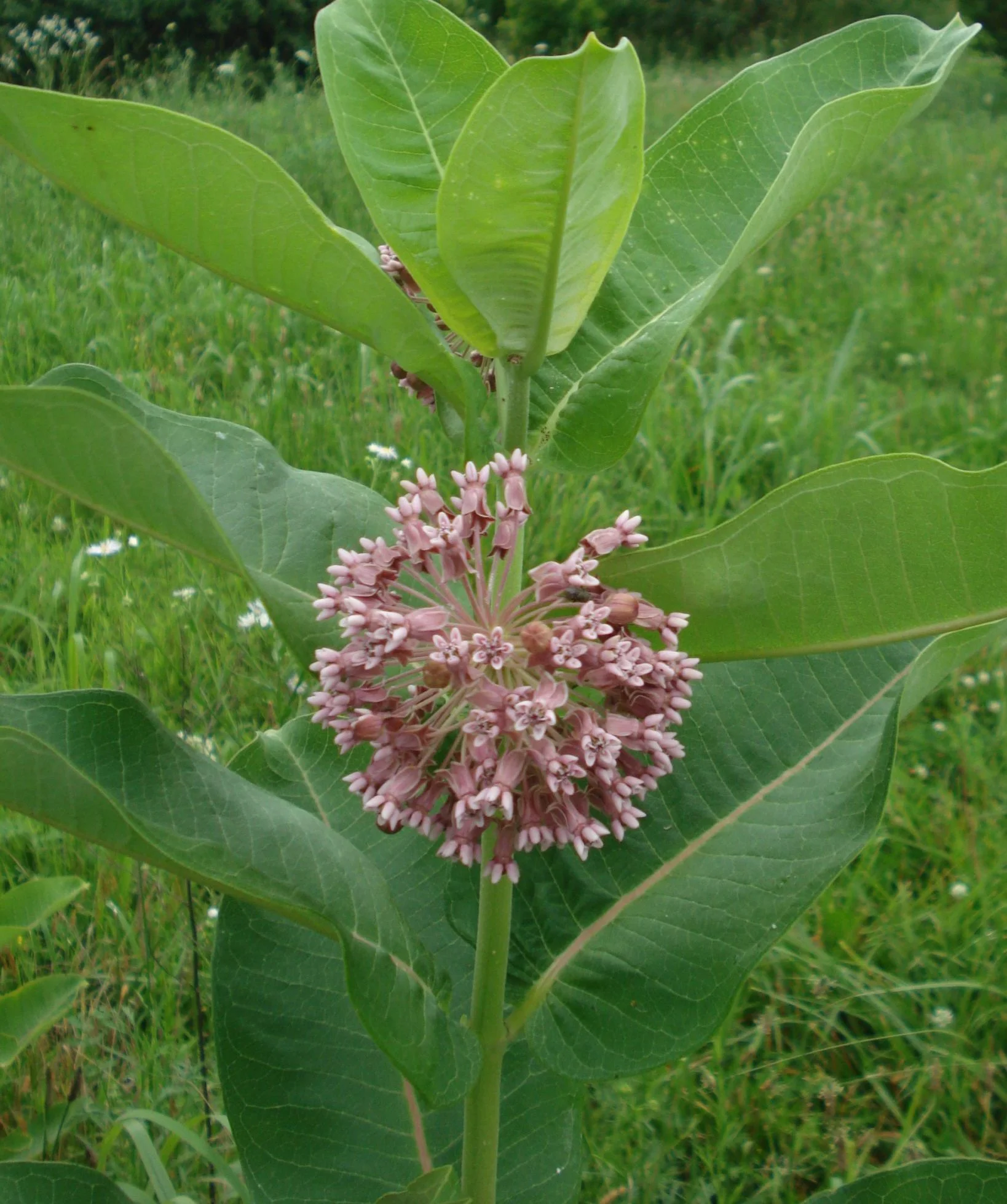 Common Milkweed (Asclepias syriaca), wildflower, hamilton native outpost