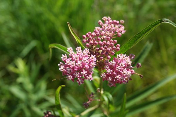 Swamp Milkweed (Asclepias incarnata), wildflower, hamilton native outpost