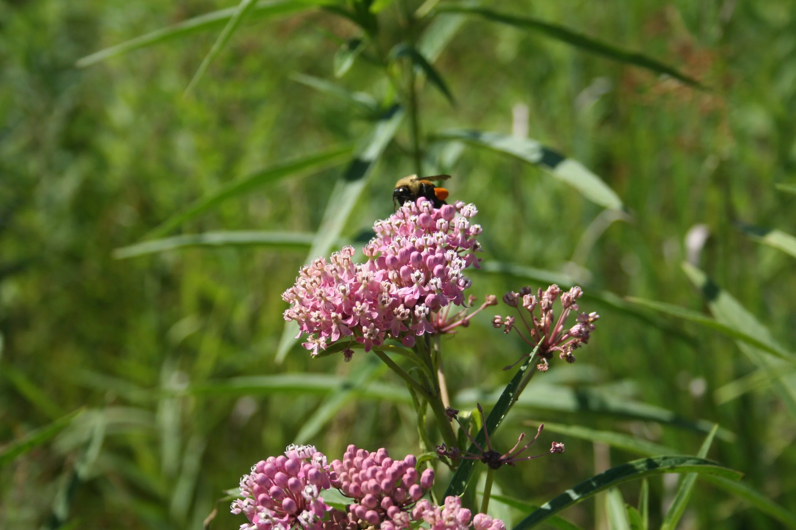 Swamp Milkweed (Asclepias incarnata), wildflower, hamilton native outpost