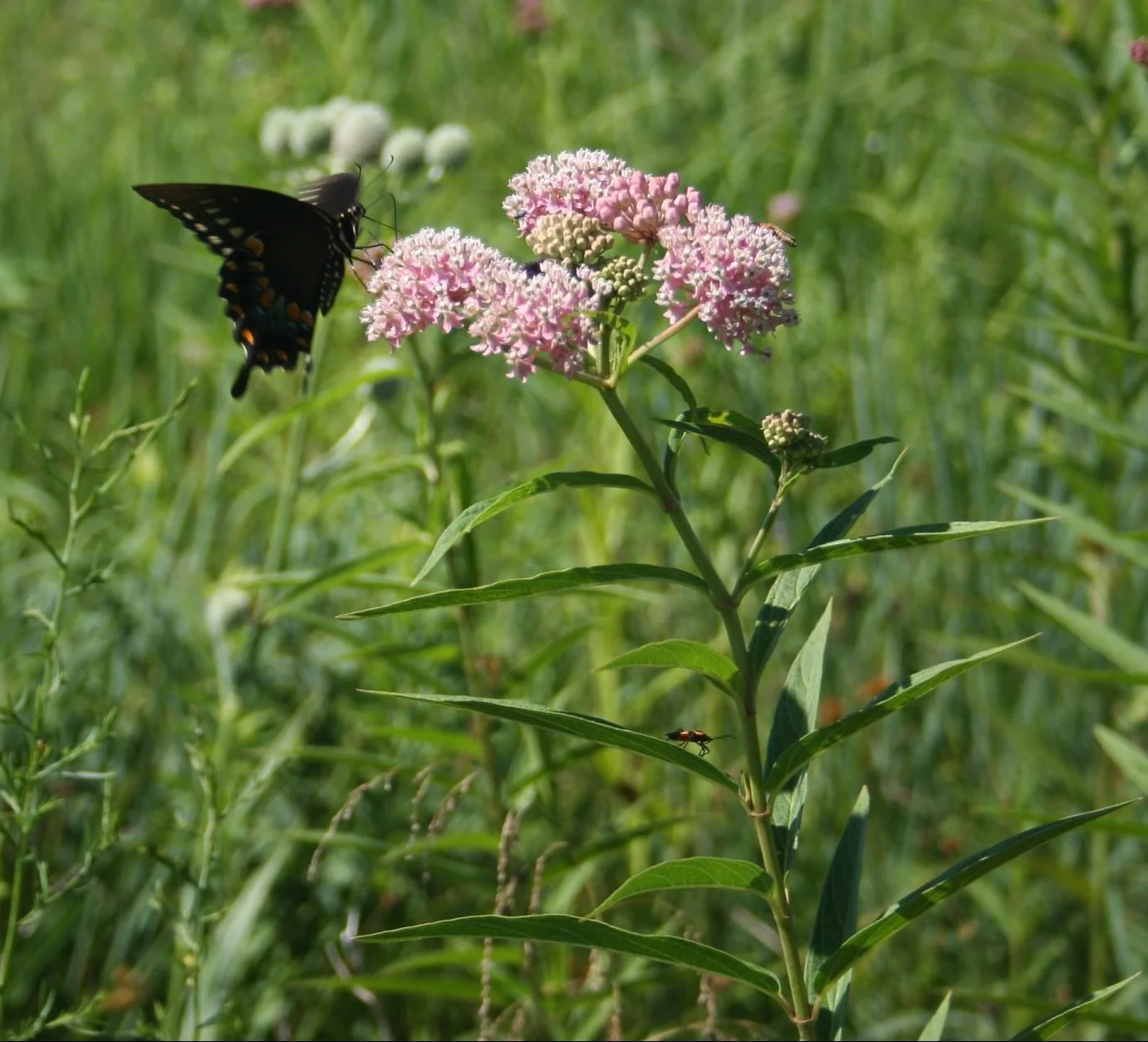 Swamp Milkweed (Asclepias incarnata), wildflower, hamilton native outpost