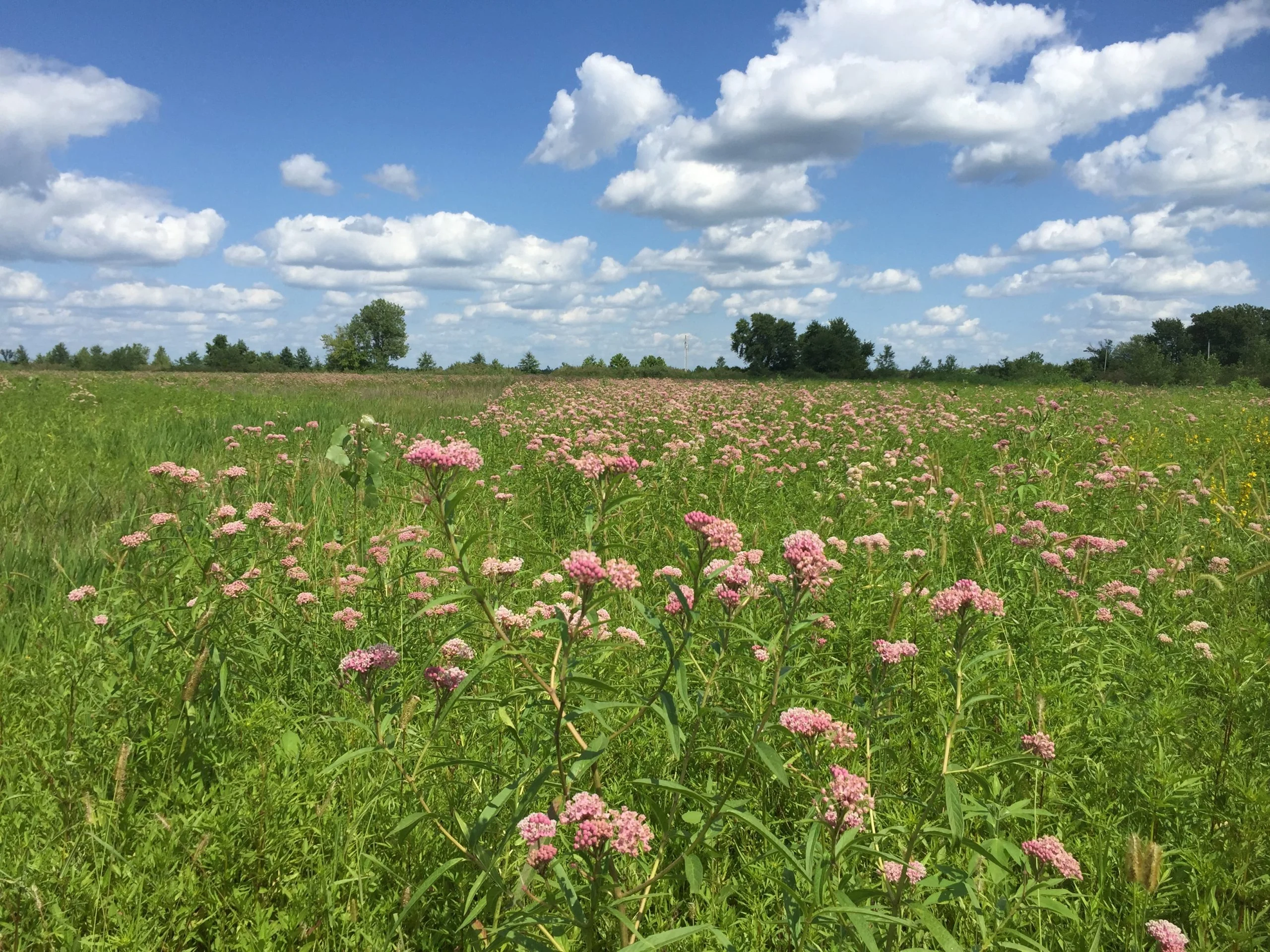 Swamp Milkweed (Asclepias incarnata), wildflower, hamilton native outpost