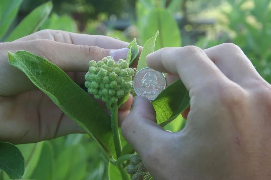 Milkweed, Common - Image 3