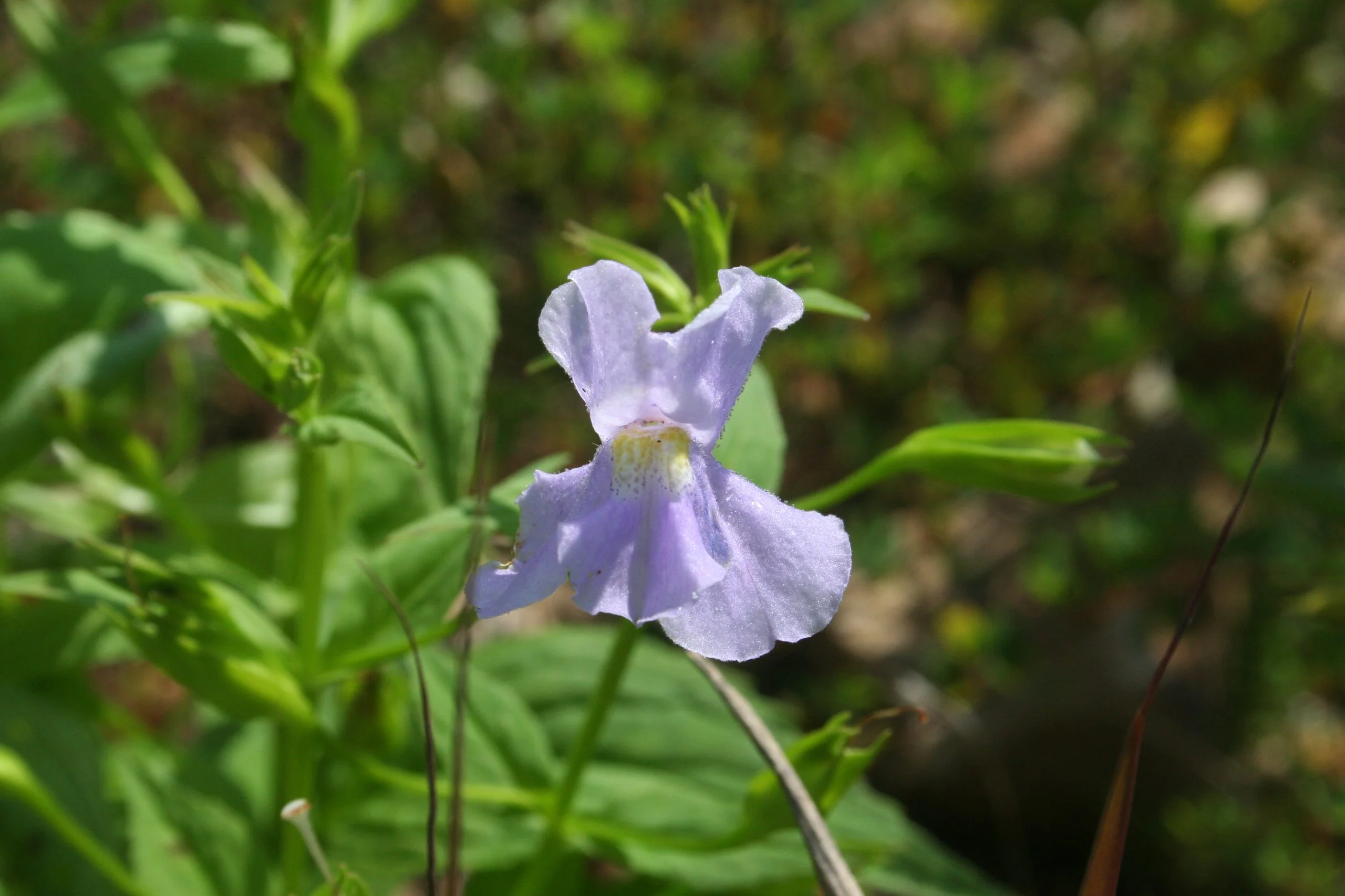 Monkey Flower (Mimulus ringens), wildflower, hamilton native outpost