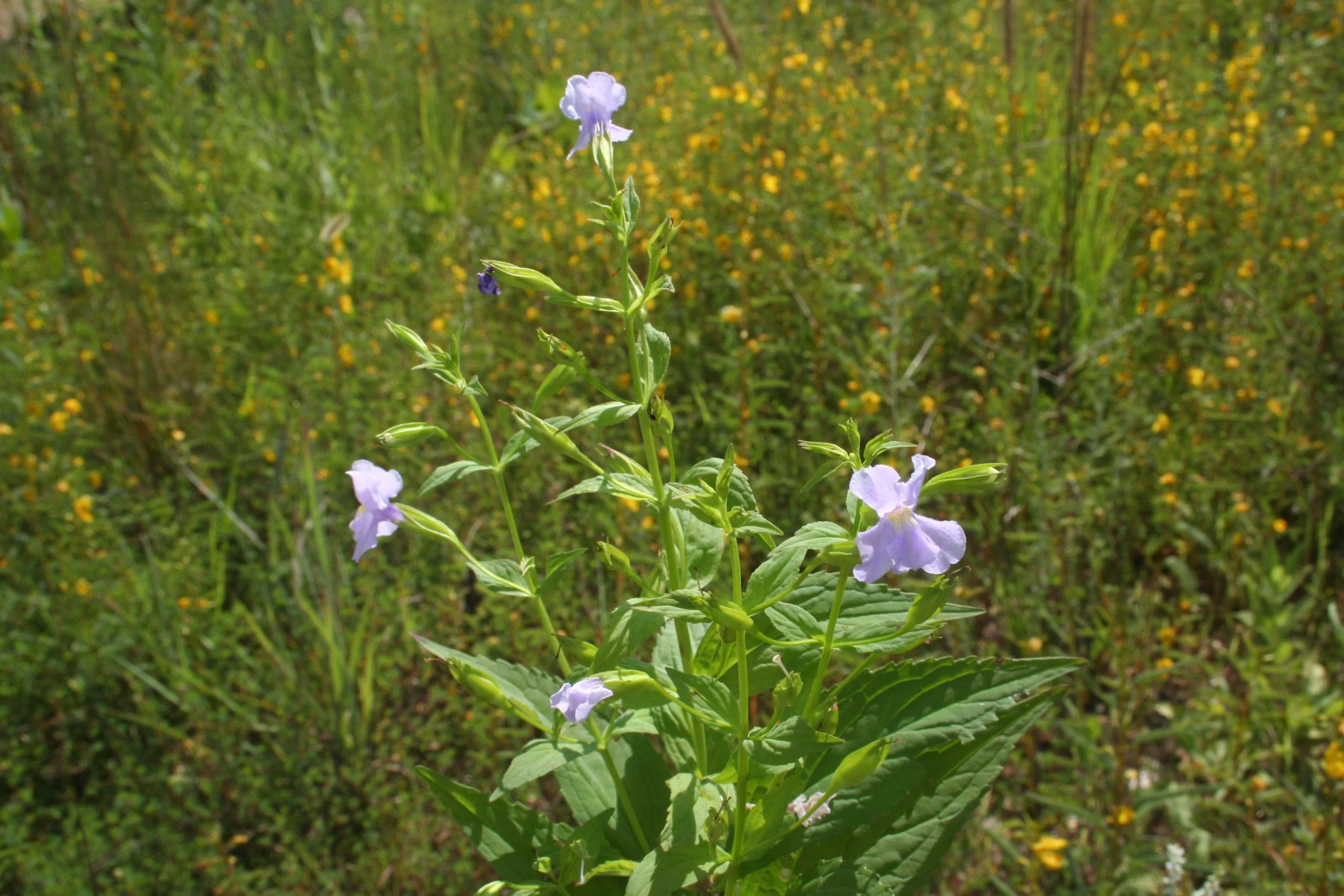 Monkey Flower (Mimulus ringens), wildflower, hamilton native outpost