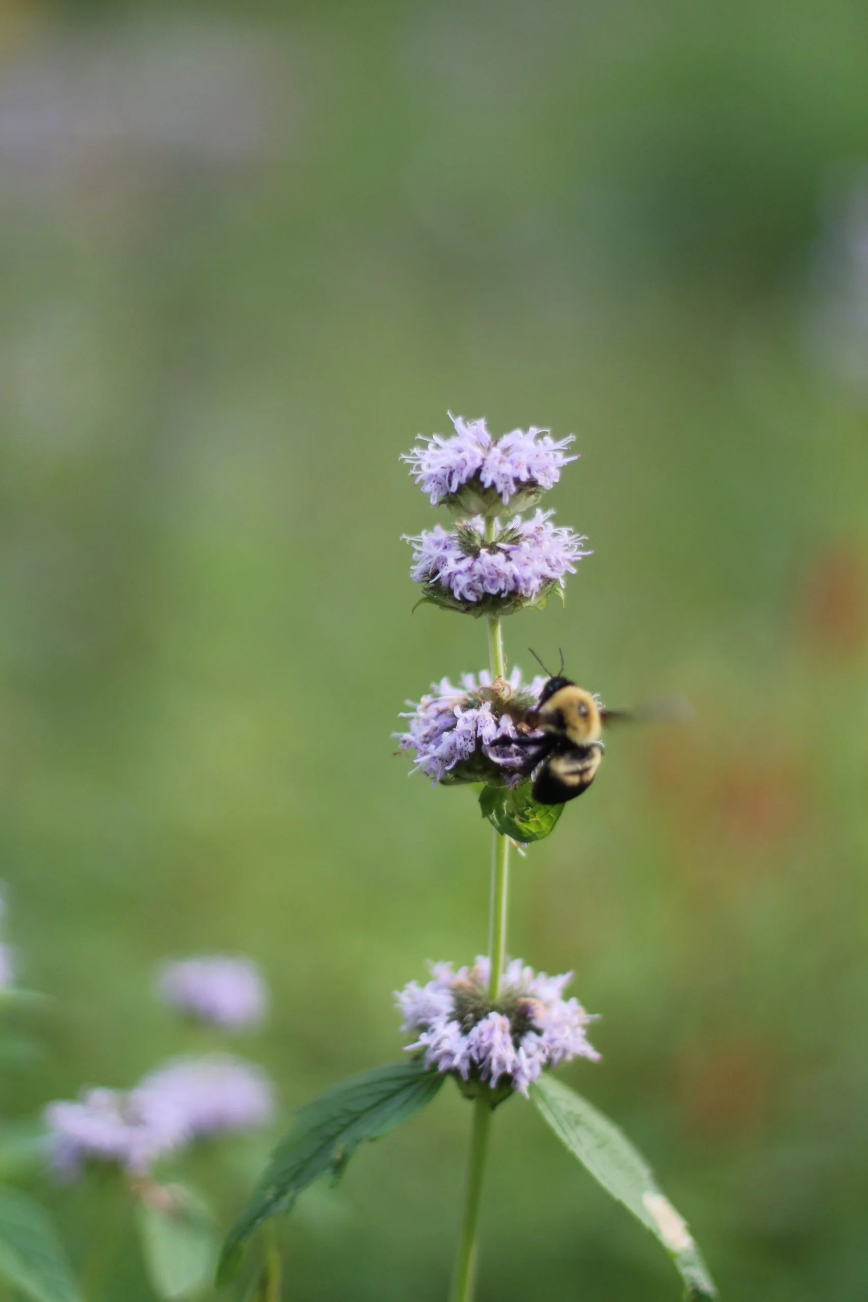 Mint, Ohio (Blephilia ciliata), native wildflower, Hamilton Native Outpost