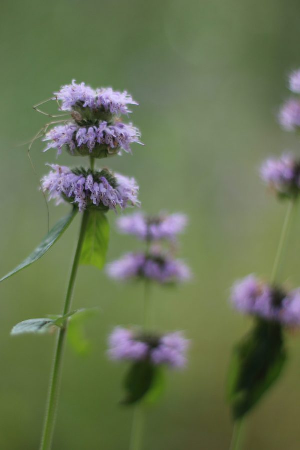 Mint, Ohio (Blephilia ciliata), native wildflower, Hamilton Native Outpost