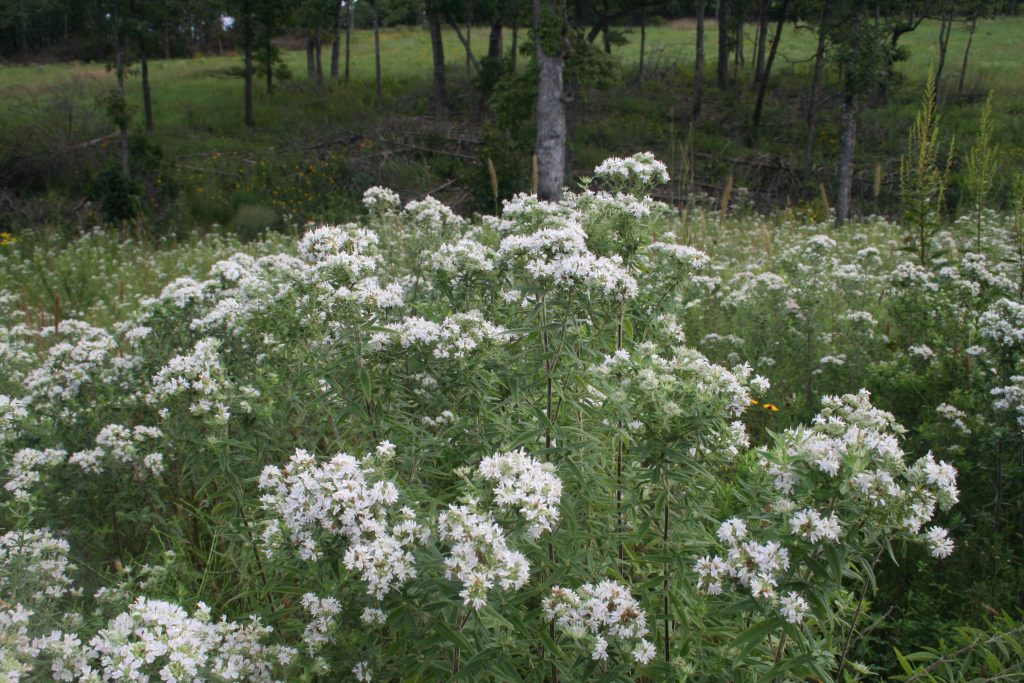 Hairy mountain Mint, (Pycnanthemum pilosum), wildflower, hamilton native outpost