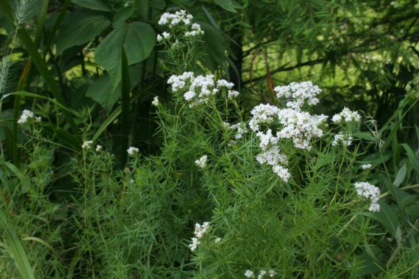 Mountain Mint, Slender (Pycnanthemum tenuifolium), native wildflower, Hamilton Native Outpost