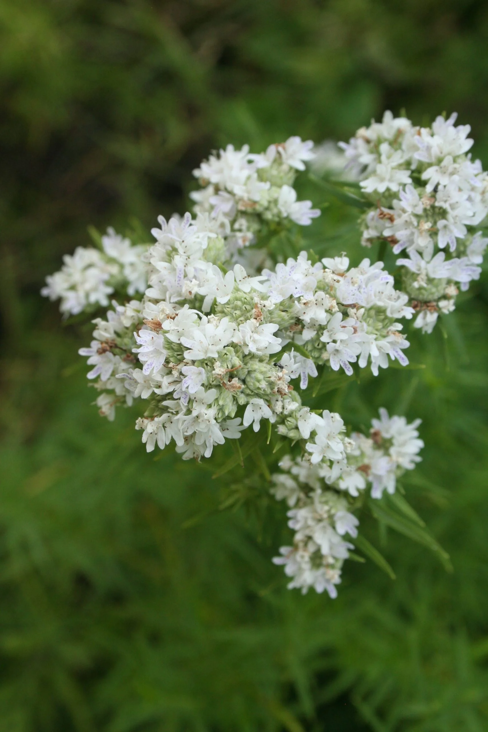 Mountain Mint, Slender (Pycnanthemum tenuifolium), native wildflower, Hamilton Native Outpost