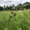 Nutgrass, Tall (Schleria triglomerata), grass, Hamilton Native Outpost