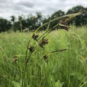 Nutgrass, Tall (Schleria triglomerata), native wildflower, Hamilton Native Outpost