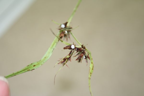 Nutgrass, Tall (Schleria triglomerata), native wildflower, Hamilton Native Outpost