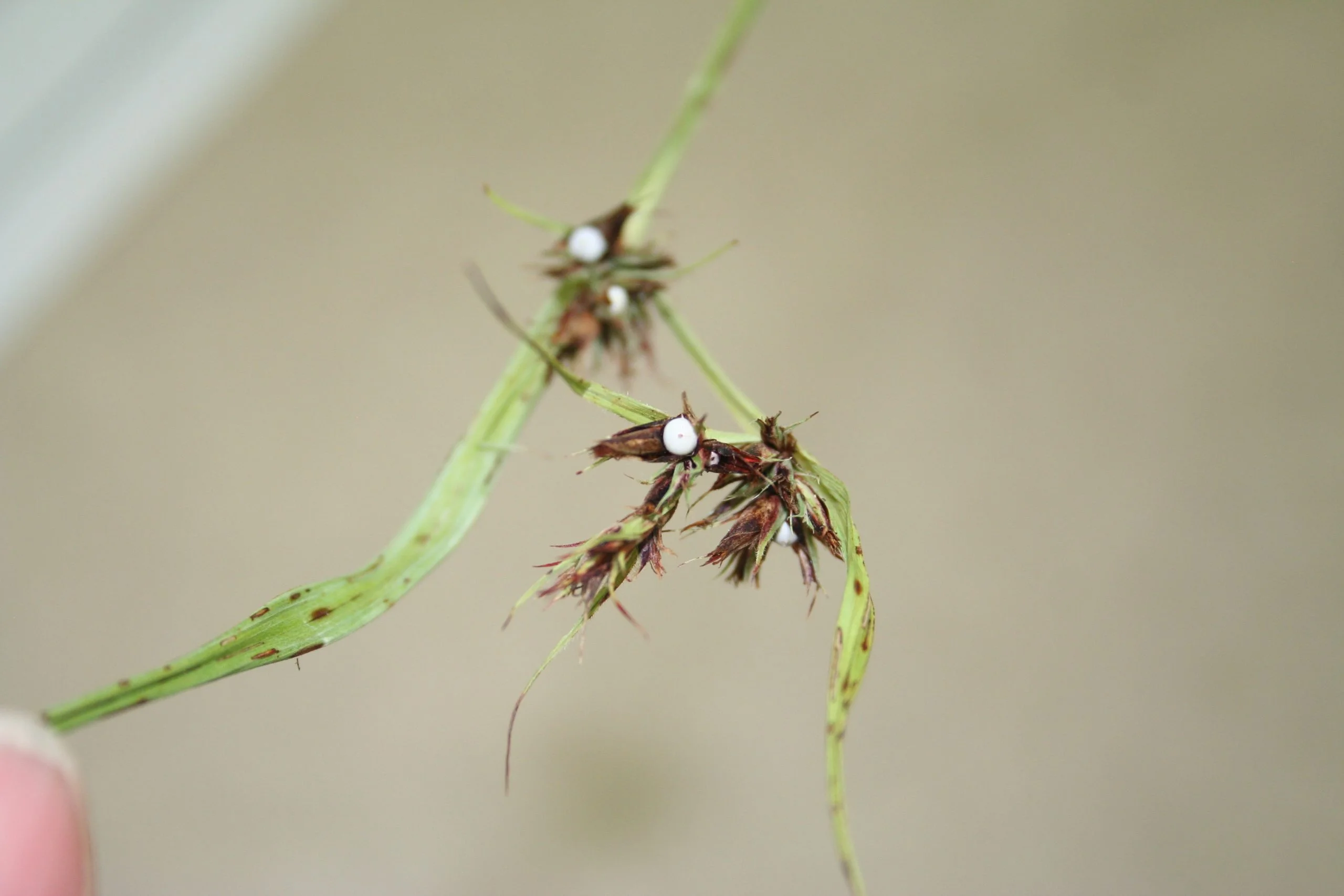 Nutgrass, Tall (Schleria triglomerata), grass, Hamilton Native Outpost