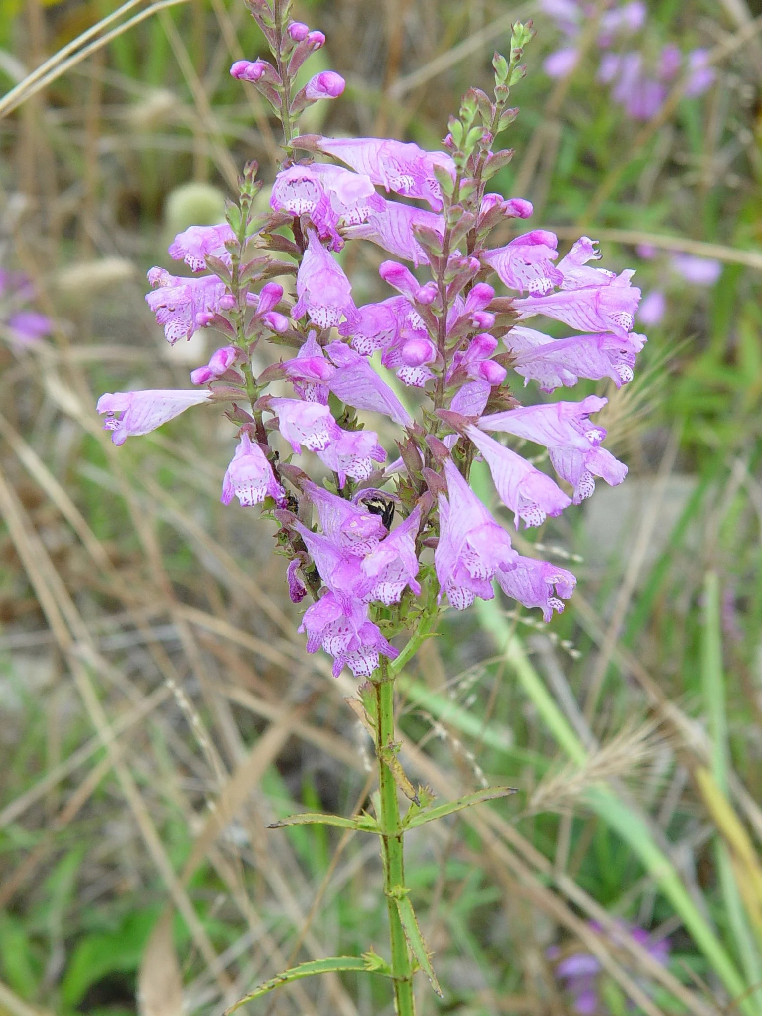 Fall Obedient Plant (Physostegia virginiana), wildflower, hamilton native outpost