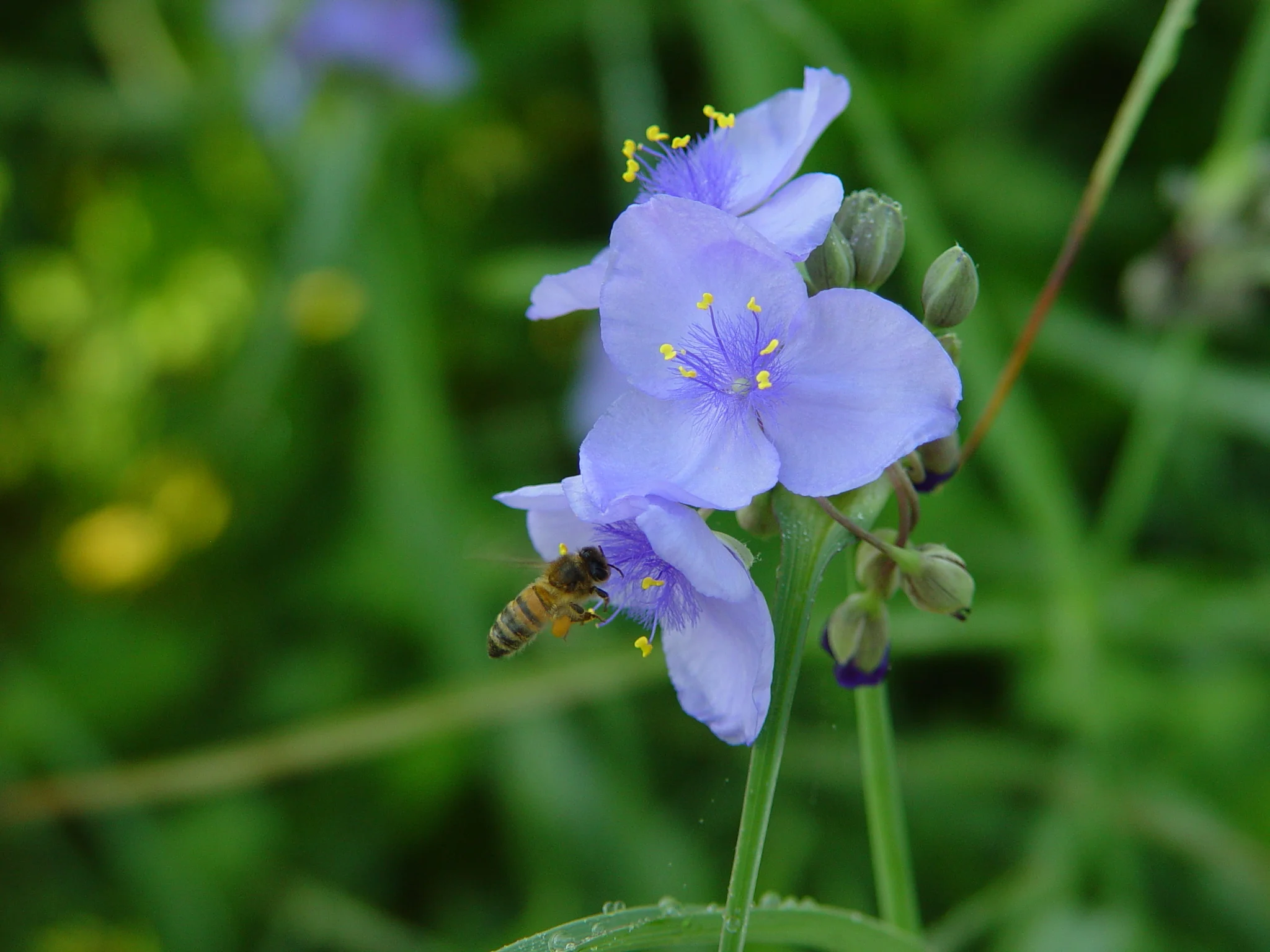 Ohio Spiderwort (Tradescantia ohiensis) with honeybee, native wildflower, Hamilton Native Outpost