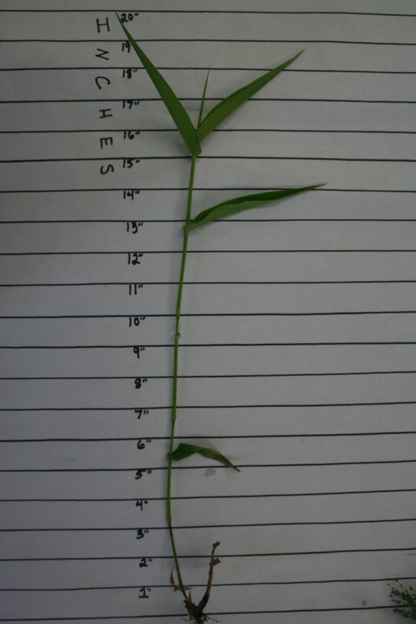 Panicgrass, Deertongue - Image 2