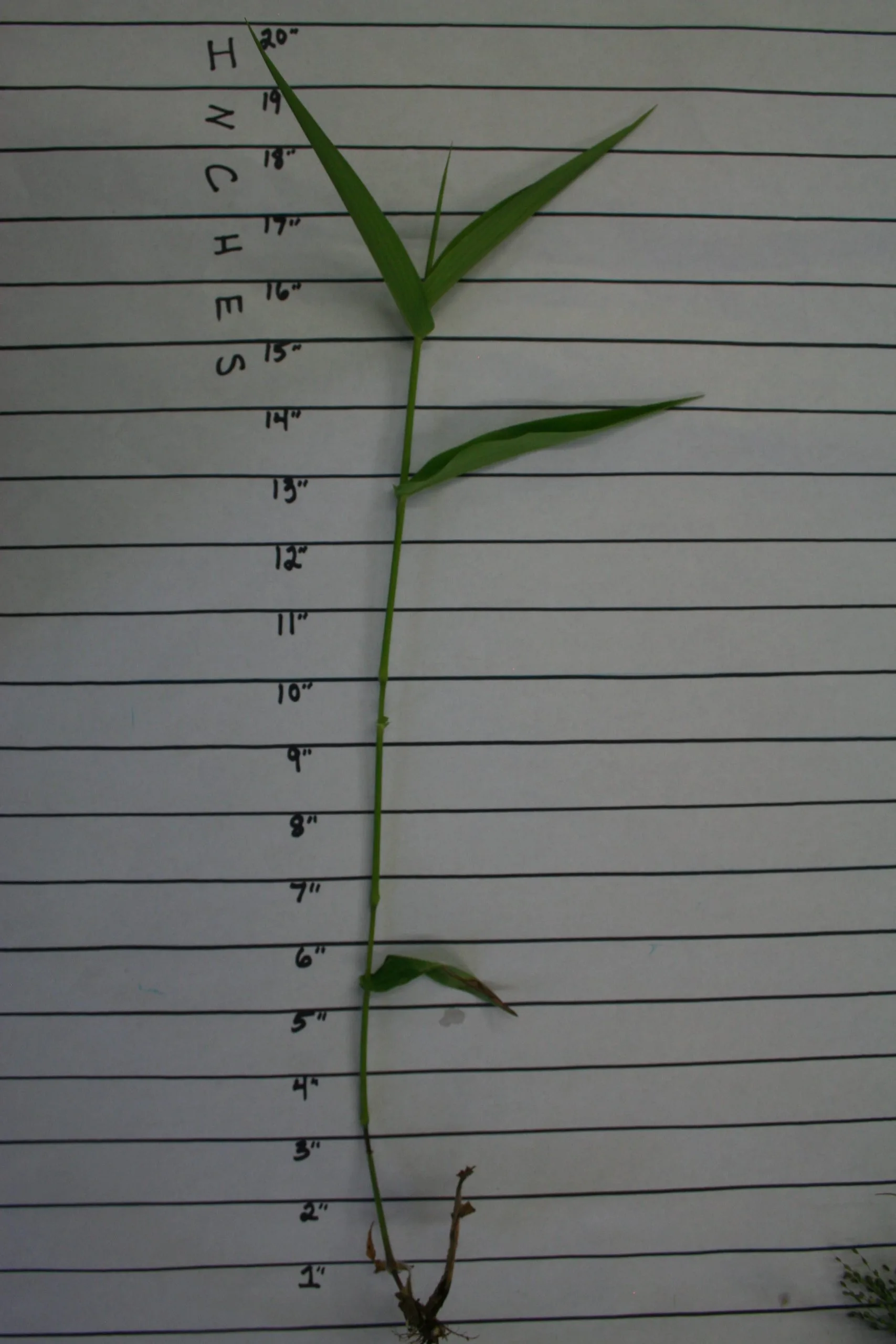 Panicgrass, Deertongue - Image 2