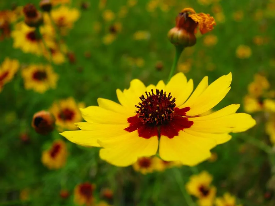 Coreopsis, Plains