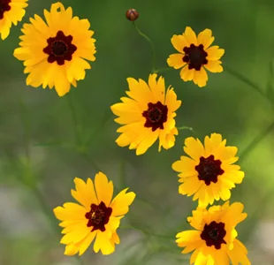 Plains Coreopsis