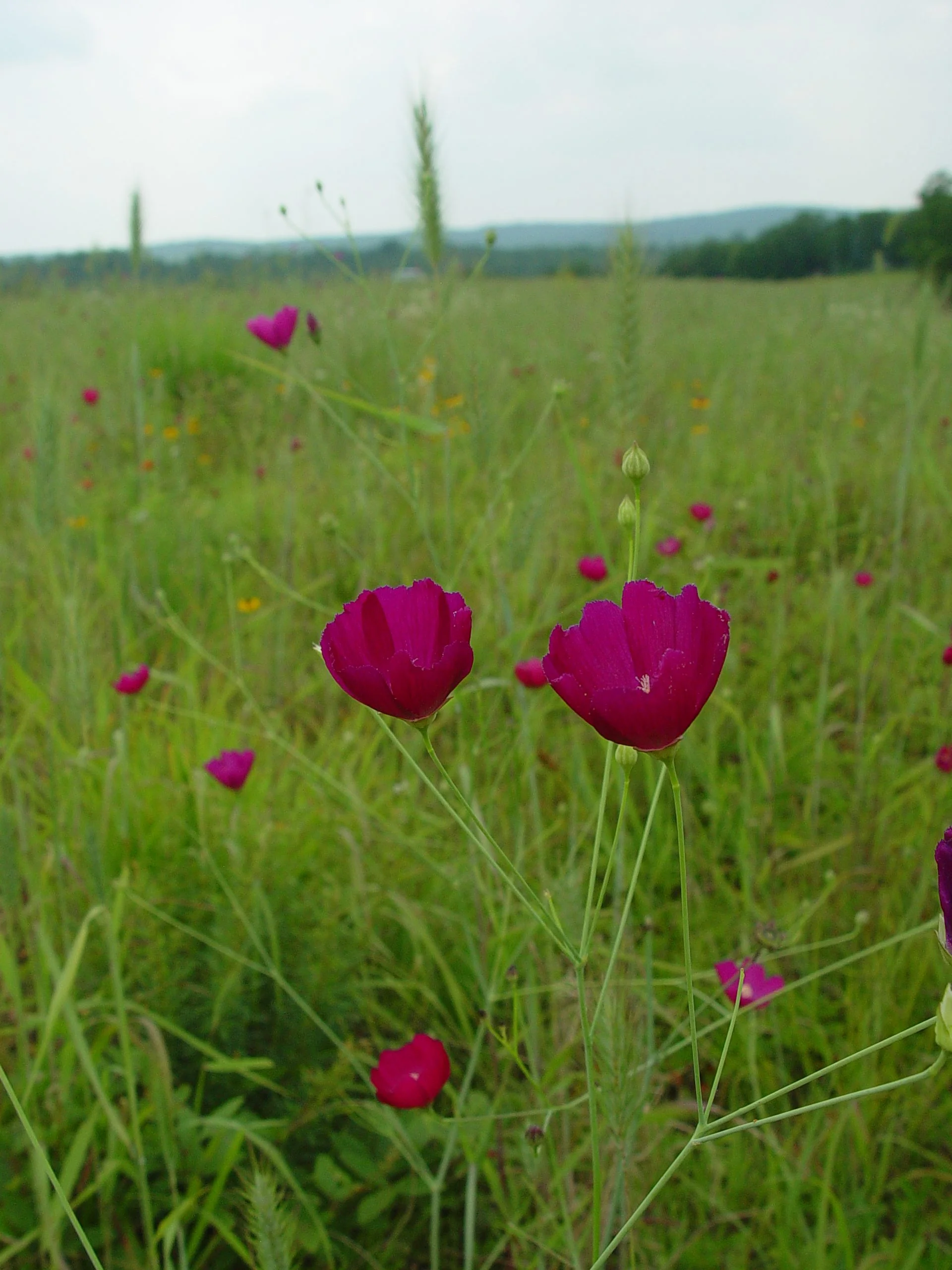 Fringed Poppy Mallow (Callirhoe digitata), wildflower, hamilton native outpost