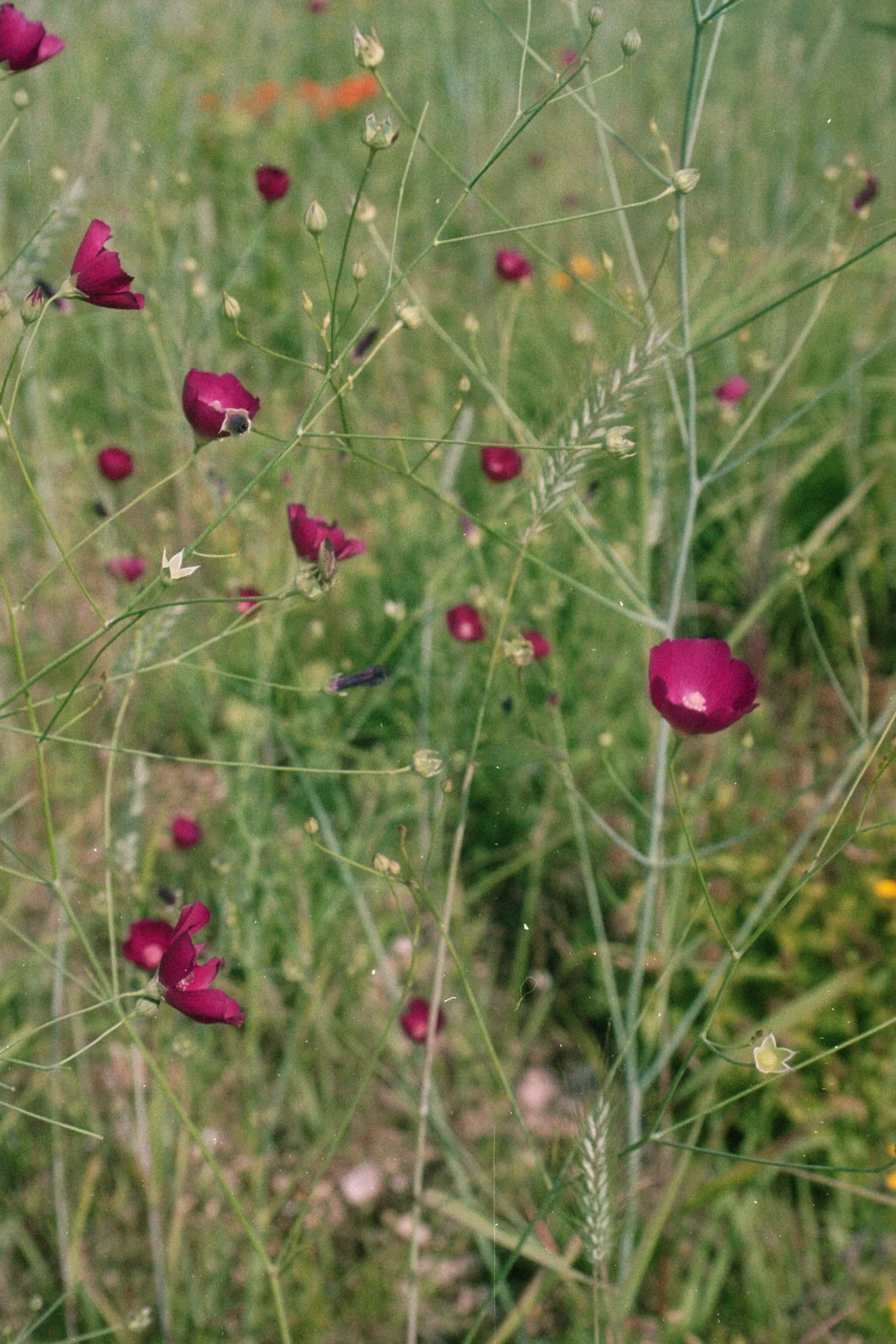 Fringed Poppy Mallow (Callirhoe digitata), wildflower, hamilton native outpost