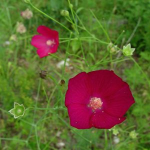 Fringed Poppy Mallow (Callirhoe digitata), wildflower, hamilton native outpost
