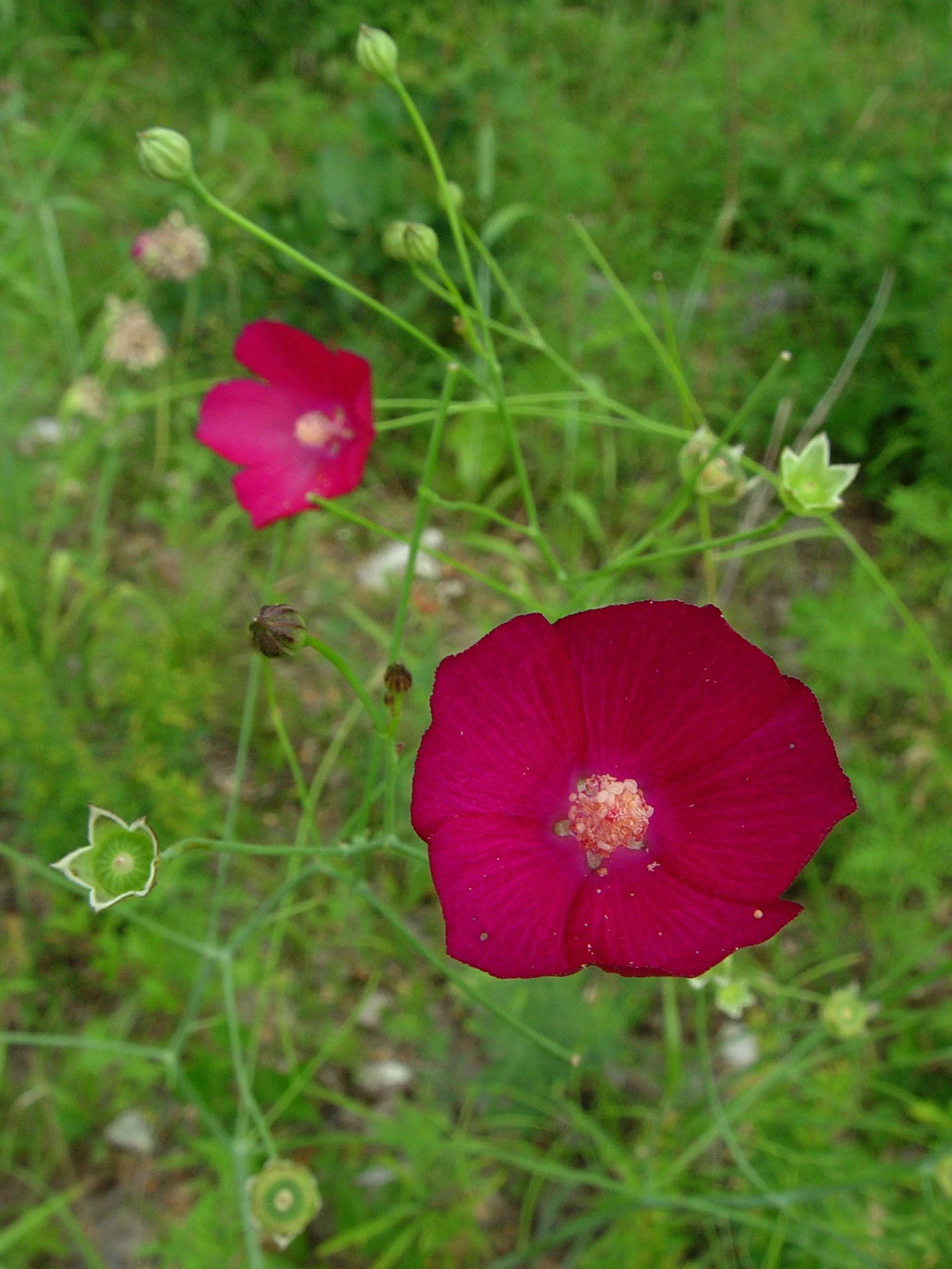 Fringed Poppy Mallow (Callirhoe digitata), wildflower, hamilton native outpost