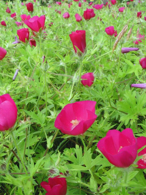 Purple Poppy Mallow (Callirhoe involucrata), wildflower, hamilton native outpost