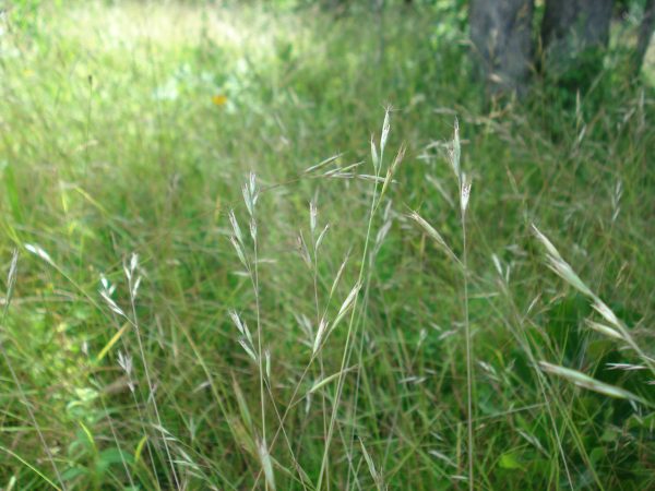 Poverty Grass (Danthonia spicata), native grass, Hamilton Native Outpost