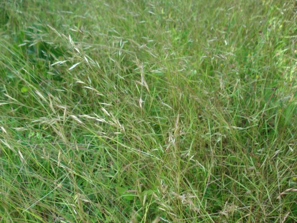 Poverty Grass (Danthonia spicata), native grass, Hamilton Native Outpost