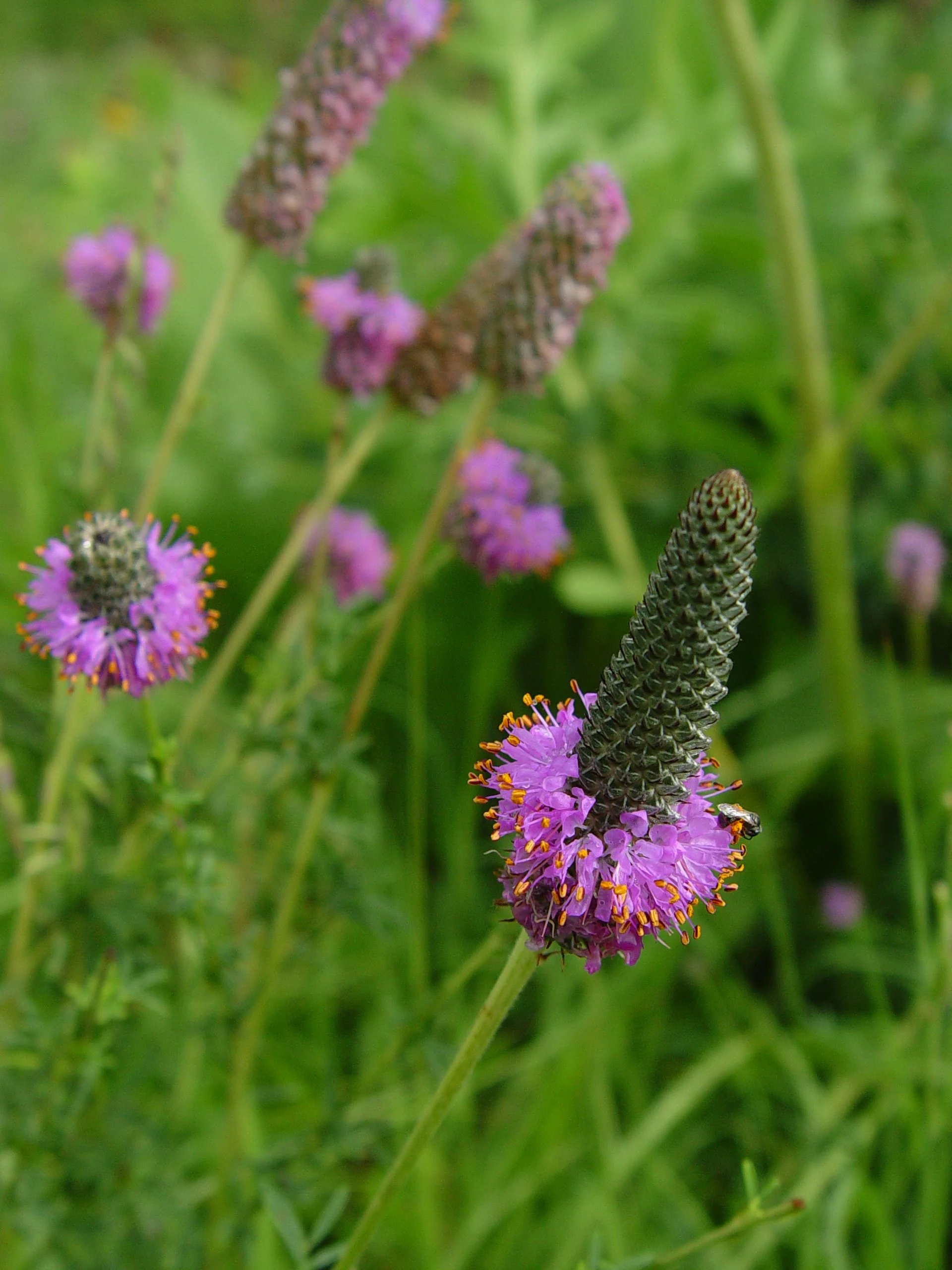 Purple Prairie Clover (Dalea purpureum), wildflower, hamilton native outpost