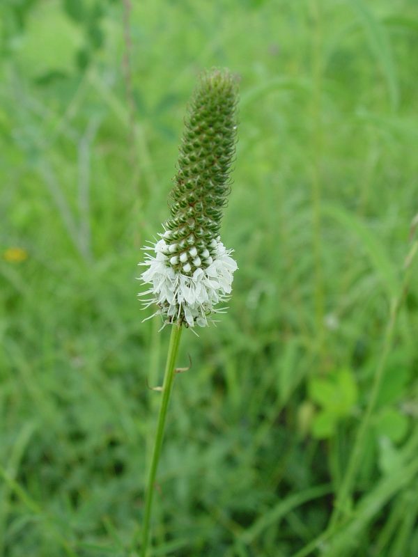White Prairie Clover (Dalea candidum), wildflower, hamilton native outpost