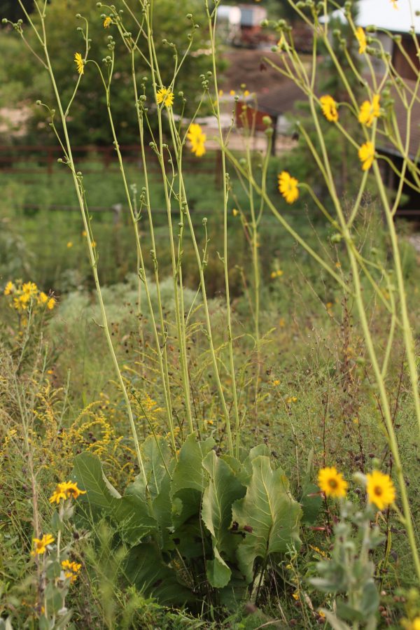 Prairie Dock (Silphium terebinthinaceum), wildflower, hamilton native outpost