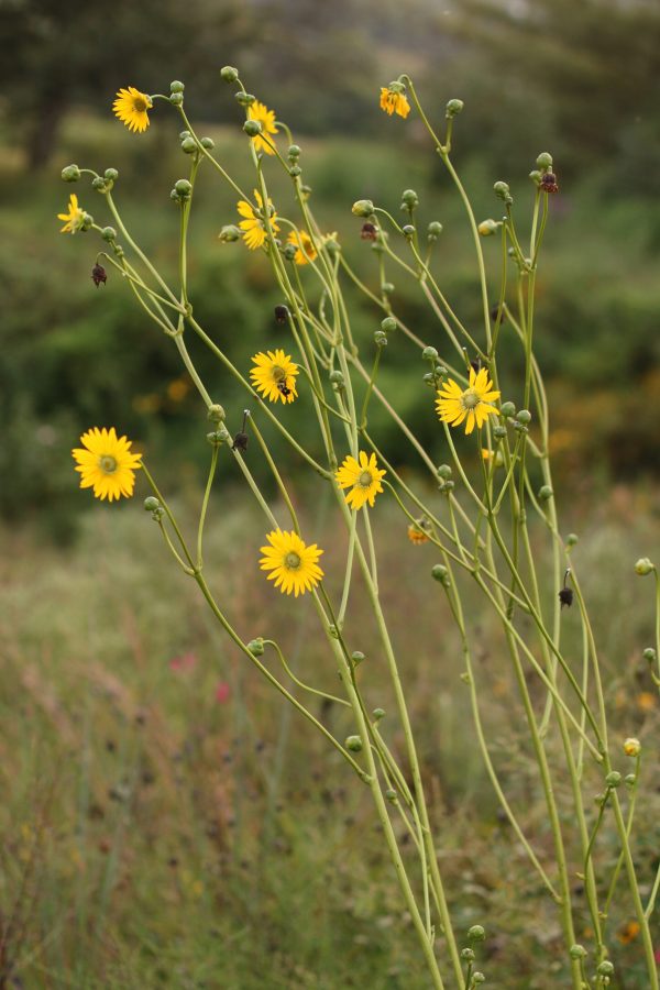 Prairie Dock (Silphium terebinthinaceum), wildflower, hamilton native outpost