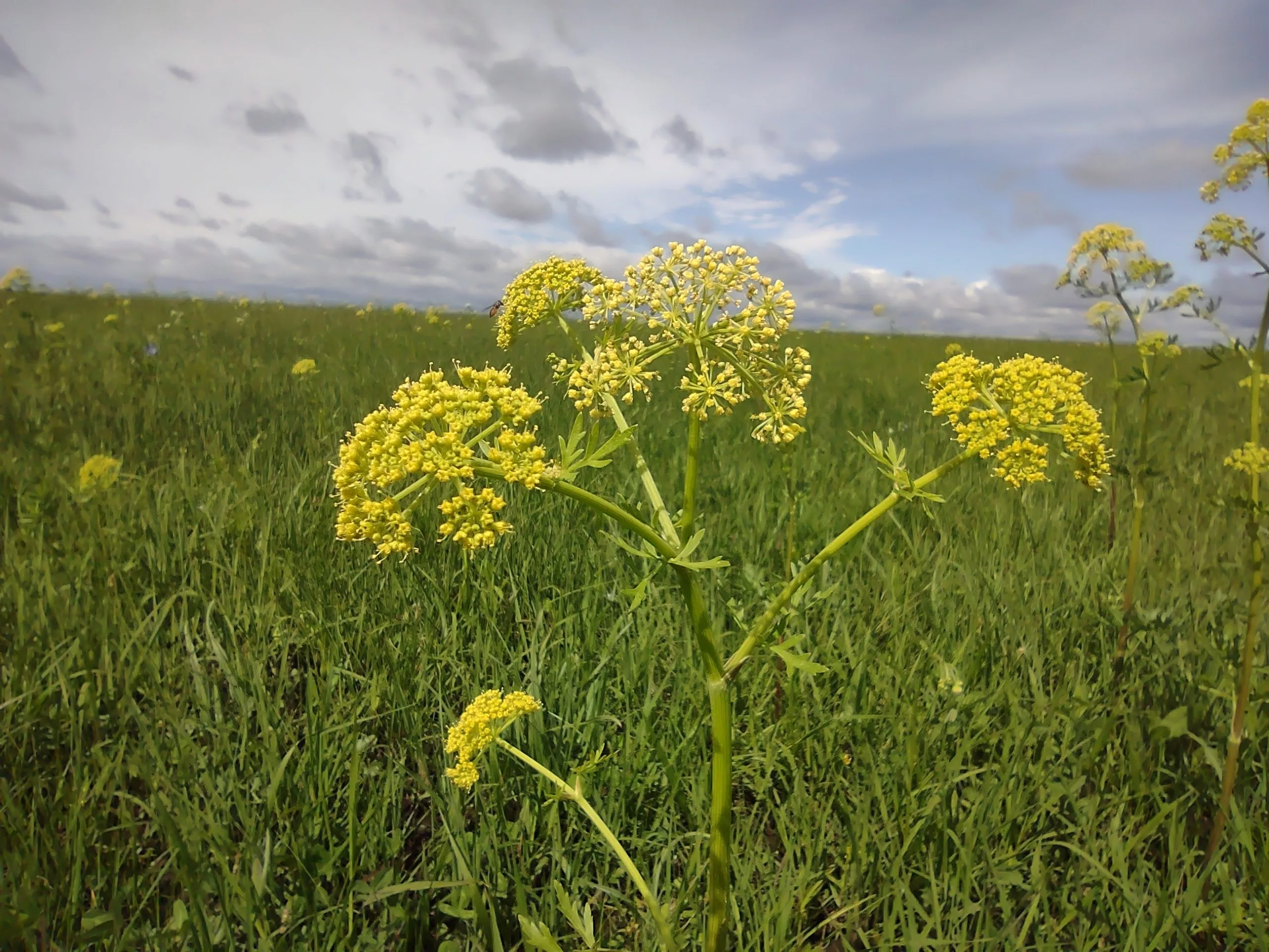 Prairie Parsley