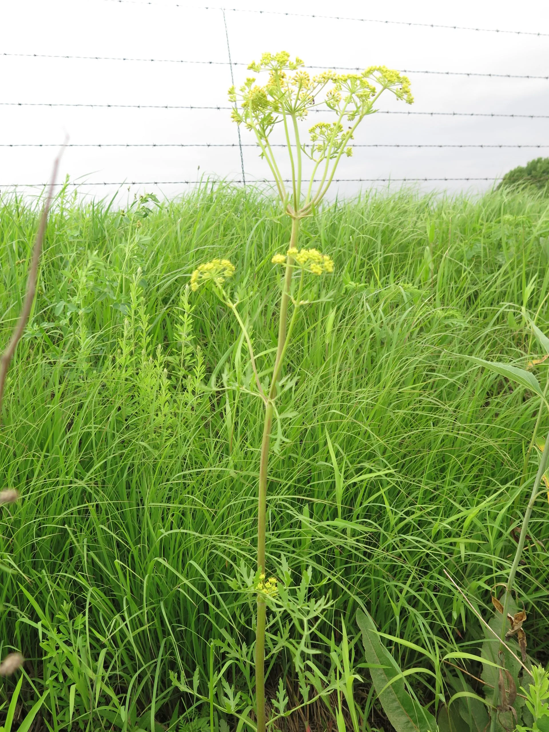 Prairie Parsley - Image 4