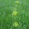 Prairie Parsley (Polytaenia nuttallii), wildflower, hamilton native outpost