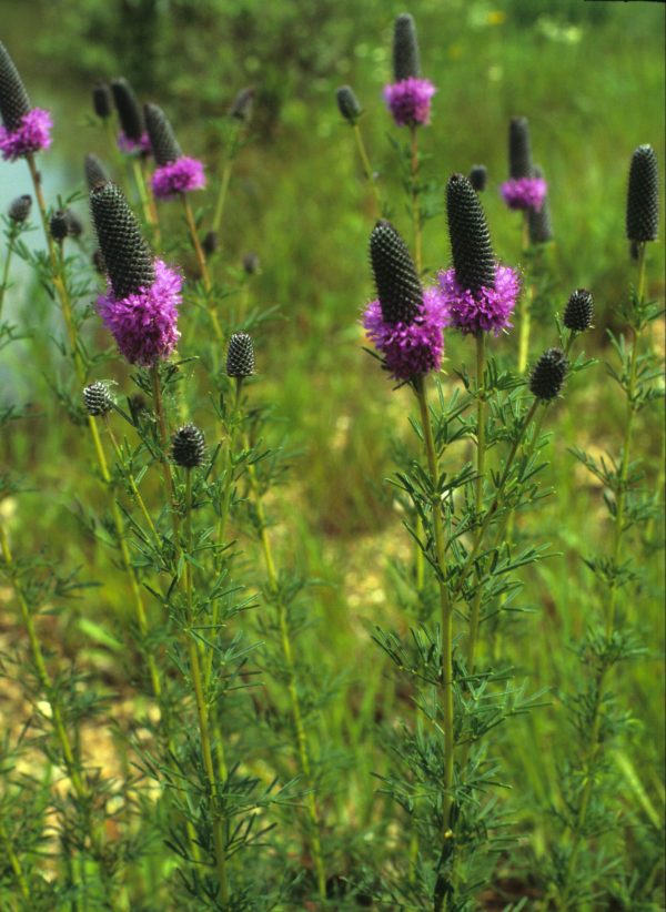Purple Prairie Clover (Dalea purpureum), wildflower, hamilton native outpost