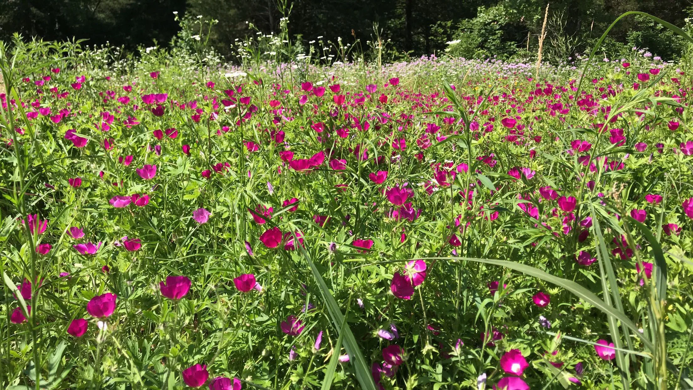 Purple Poppy Mallow (Callirhoe involucrata), wildflower, hamilton native outpost