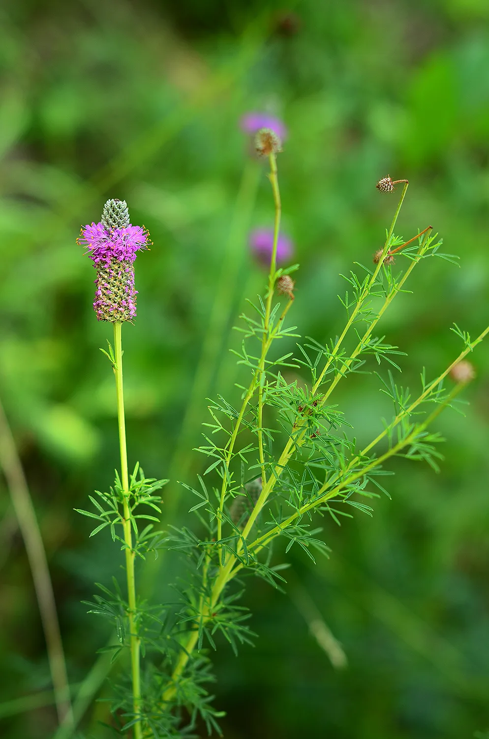 Prairie Clover, Purple - Image 3