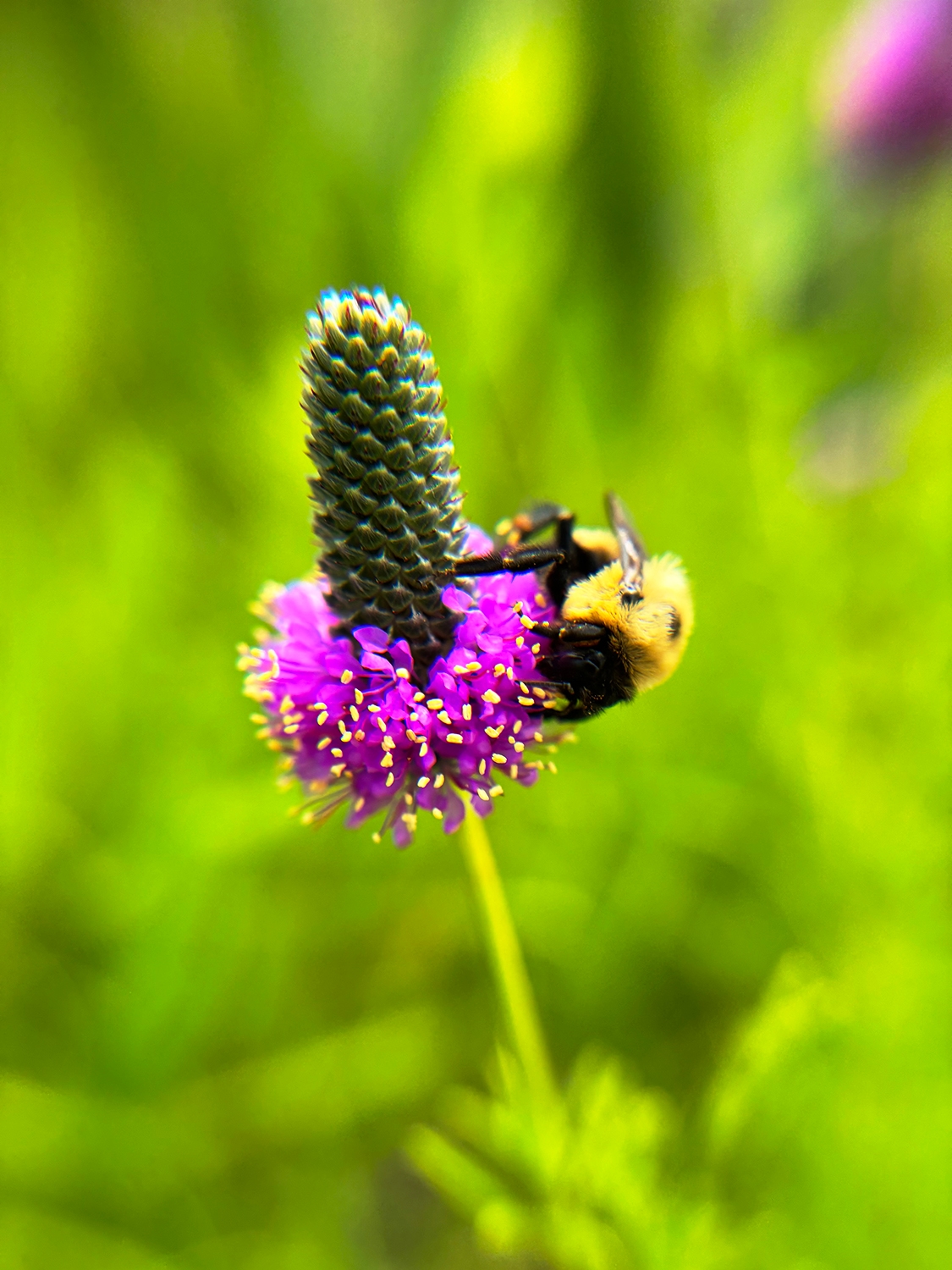Prairie Clover, Purple - Image 4