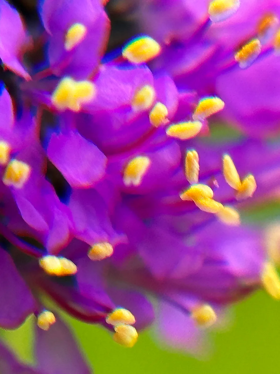 Prairie Clover, Purple - Image 5