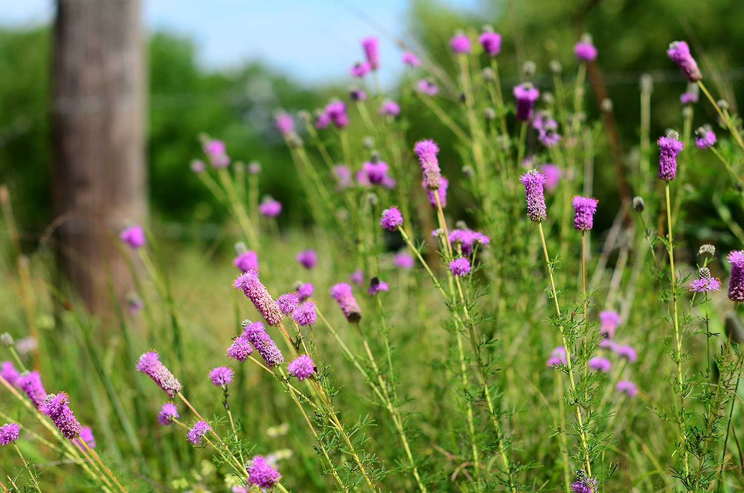 Prairie Clover, Purple - Image 6